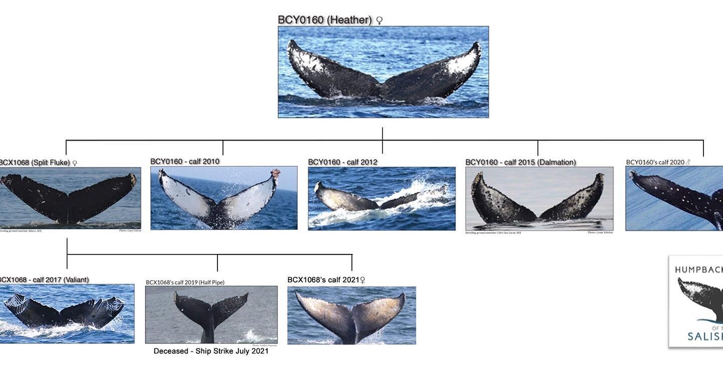 Family tree of humpback whale Heather, an early explorer of the Salish Sea