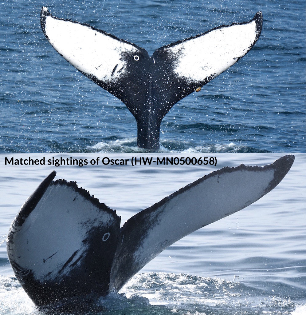 Matched sighting of humpback whale Oscar