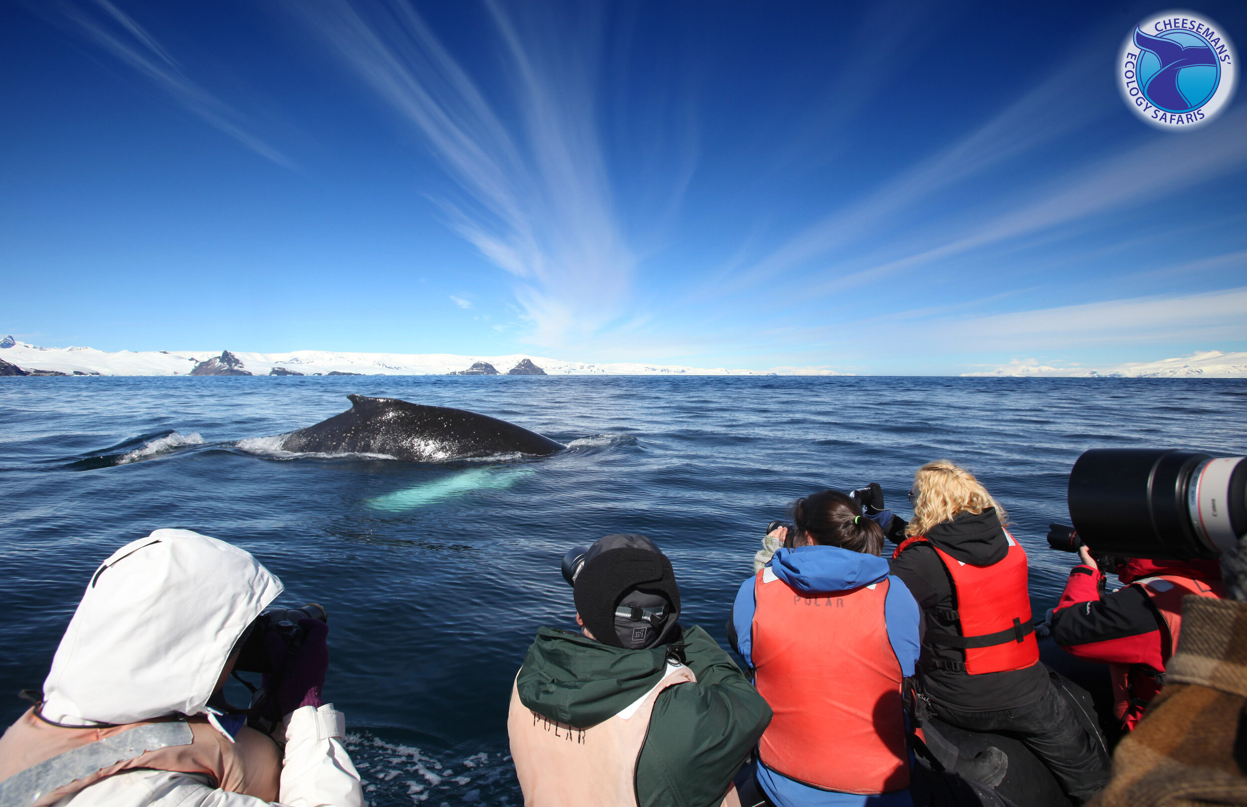 Humpback whale in Cierva Cove, Antarctica