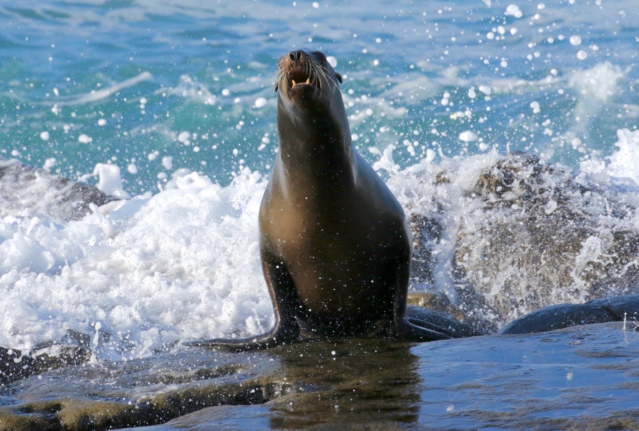 California sea lion La Jolla, photo by Marc Webber