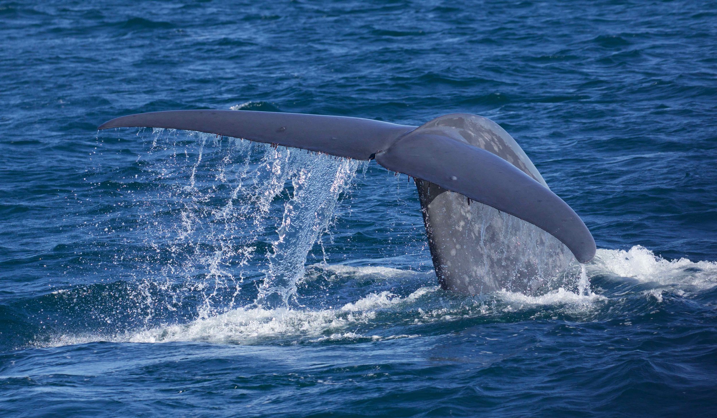 Blue whale in the Gulf of California, photo by Marc Webber