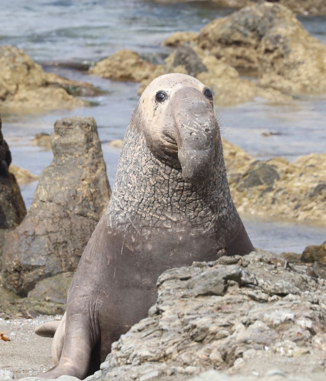 Northern elephant seal at San Benito Islands, photo by Marc Webber