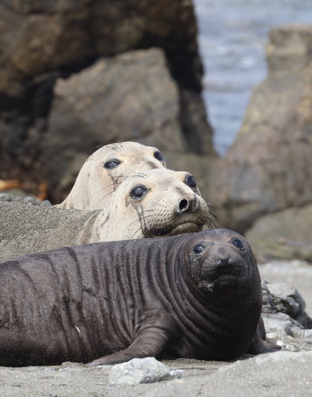 Northern elephant seals at San Benito Islands, photo by Marc Webber