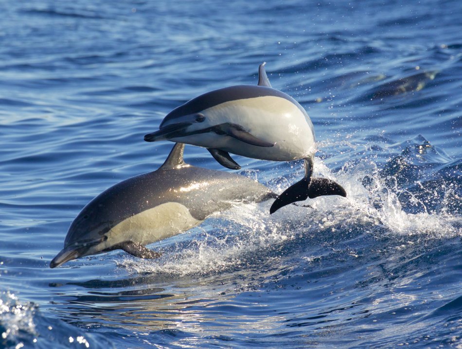 Short-beaked Common Dolphins, photo by Marc Webber