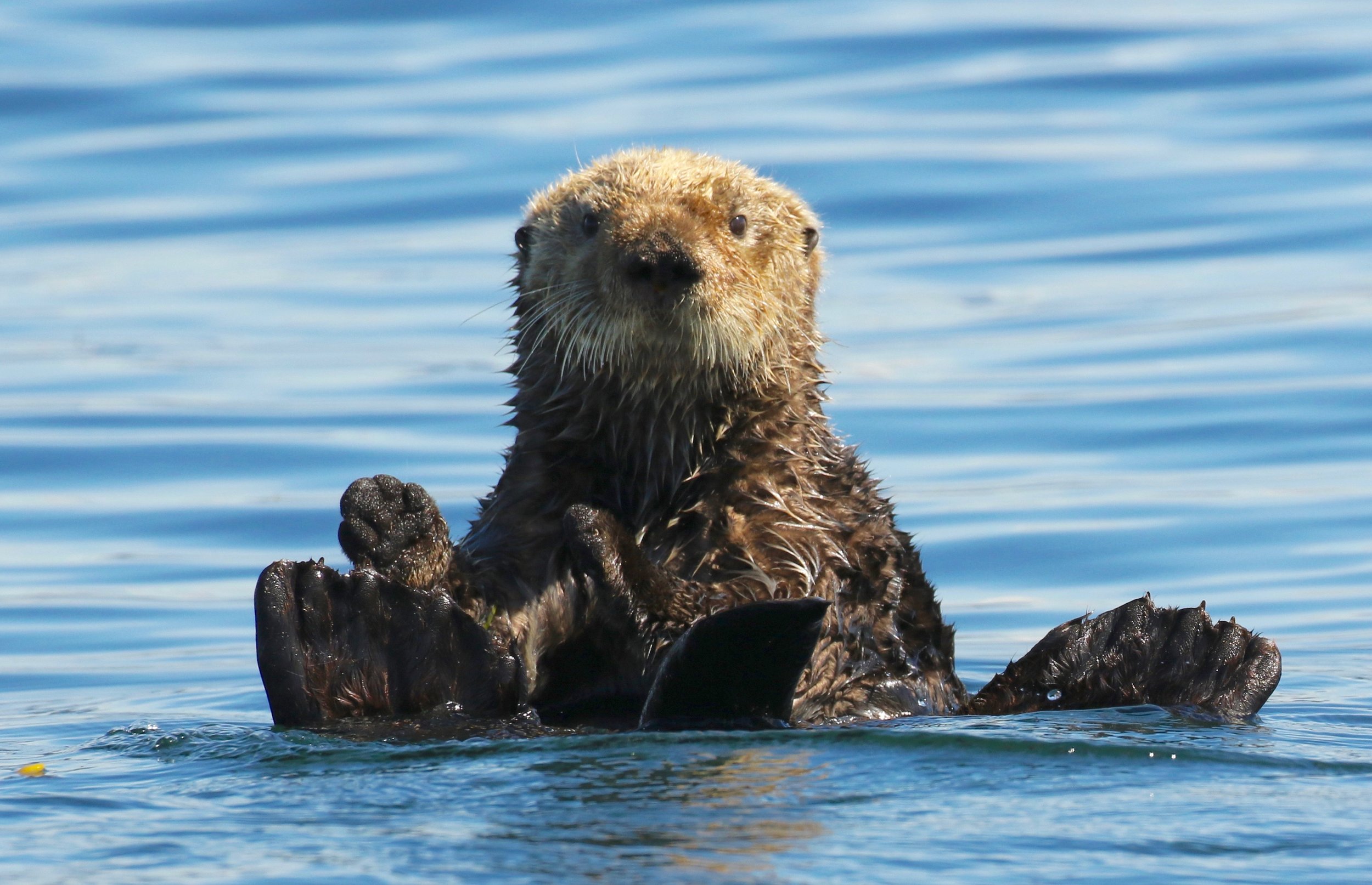 Northern sea otter Kachemak Bay Alaska, photo by Marc Webber