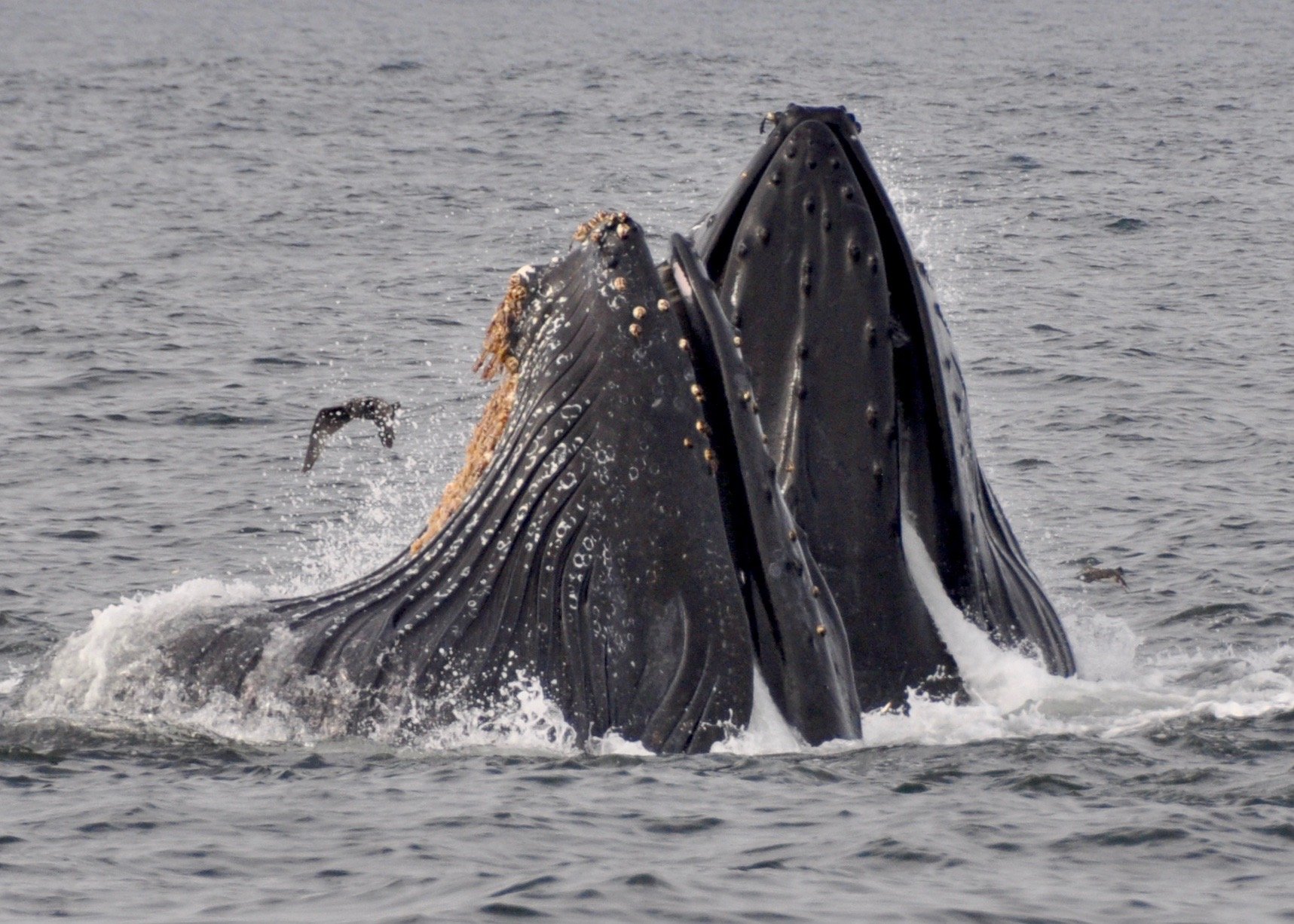 Humpback whales feeding off the coast of Half Moon Bay, California, photo by Gail Koza