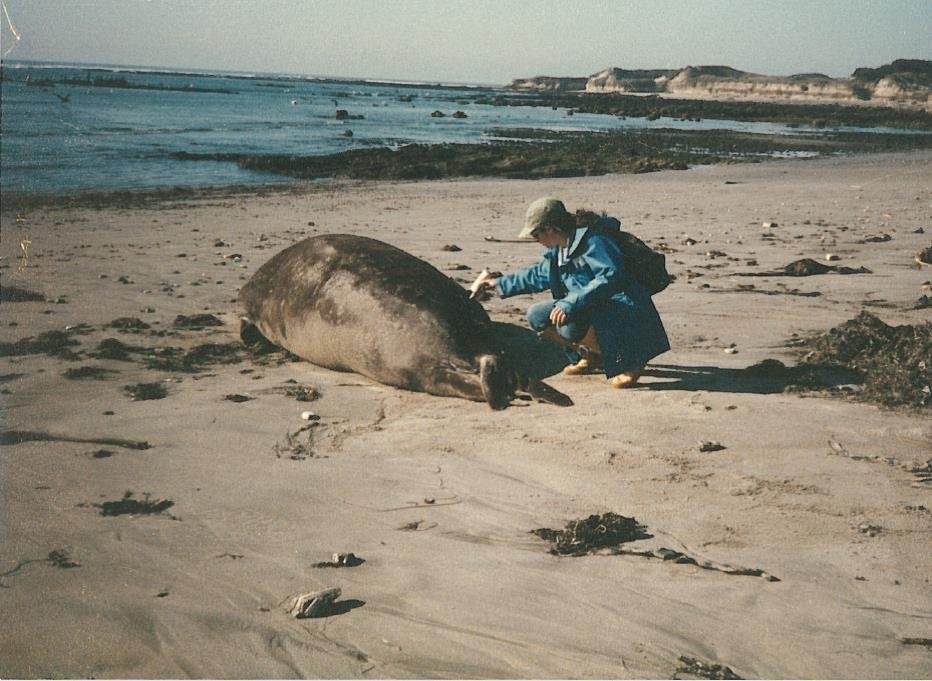 Dr. Rose working in the field with an elephant seal