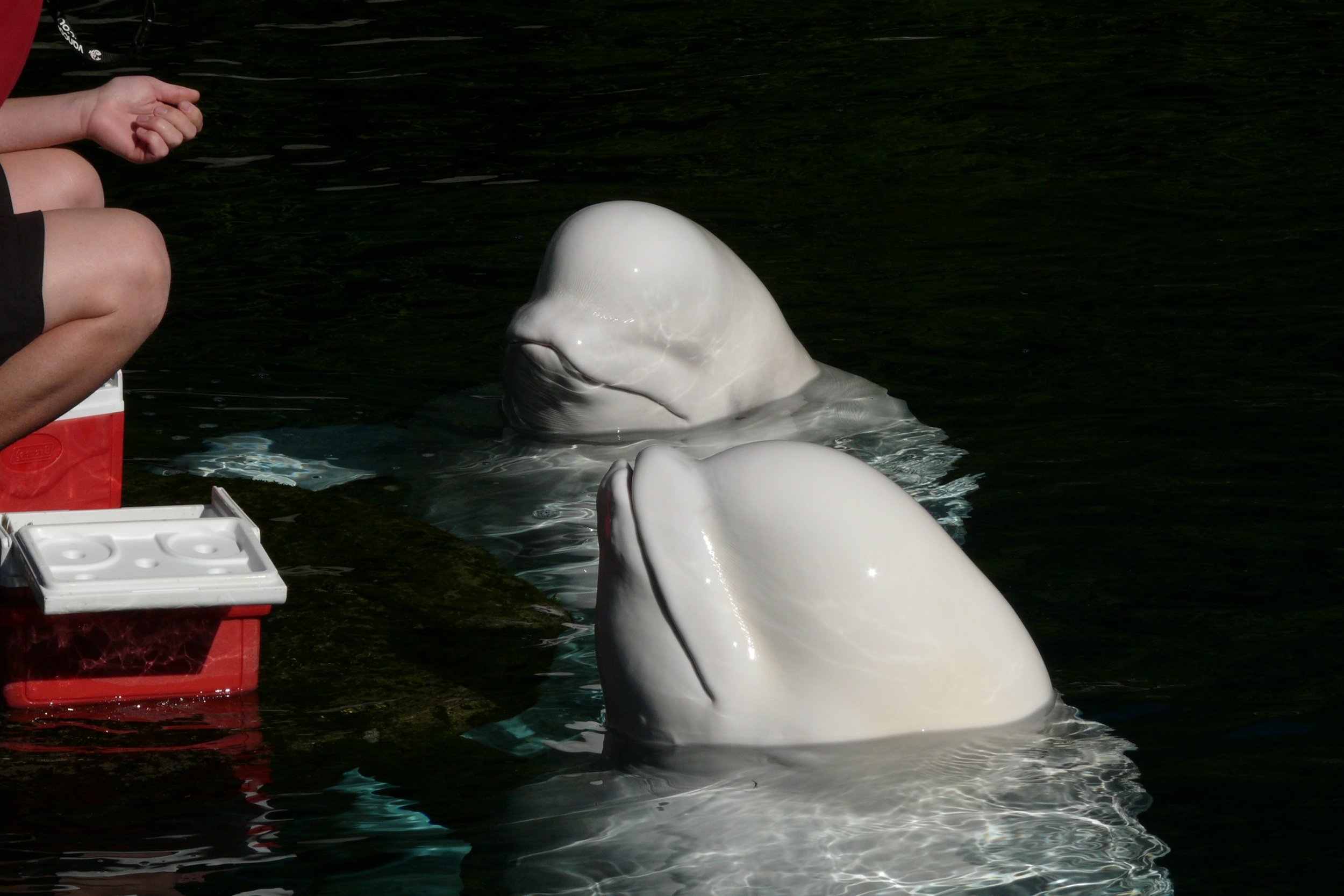 Beluga whales in an aquarium, photo by Michael Lech