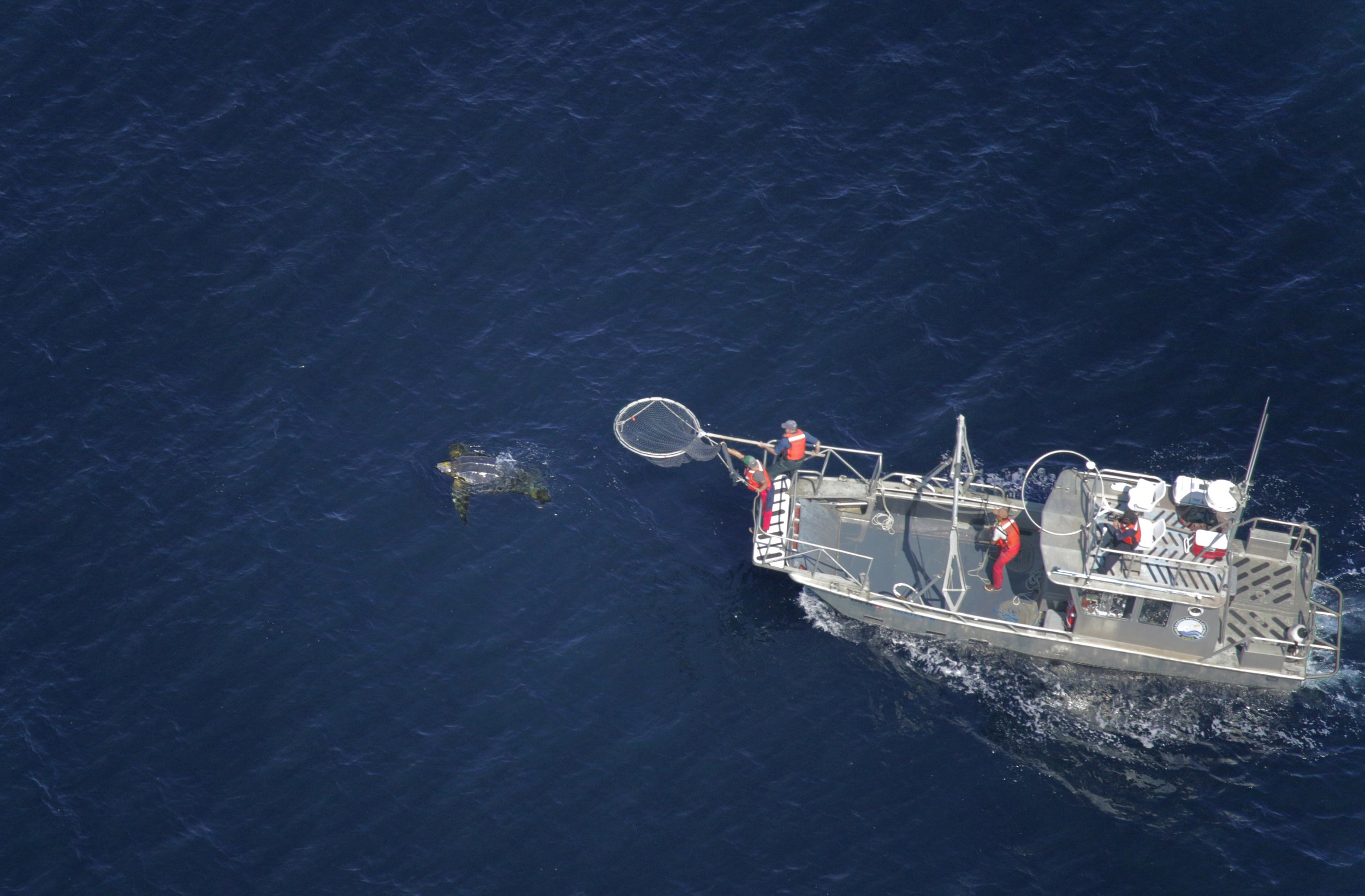 Vessel approaching a leatherback turtle, NOAA-ESA Permit 21111