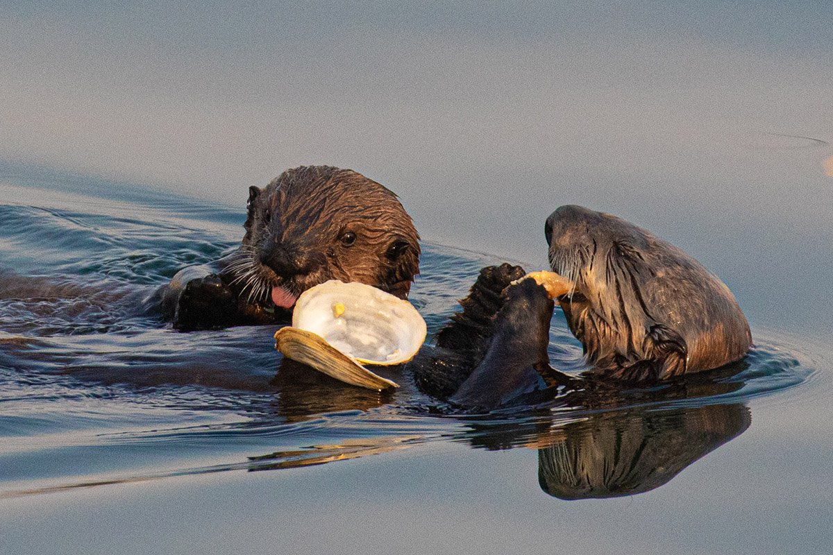 California sea otter mother and pup with clam, photo (c) Jodi Frediani