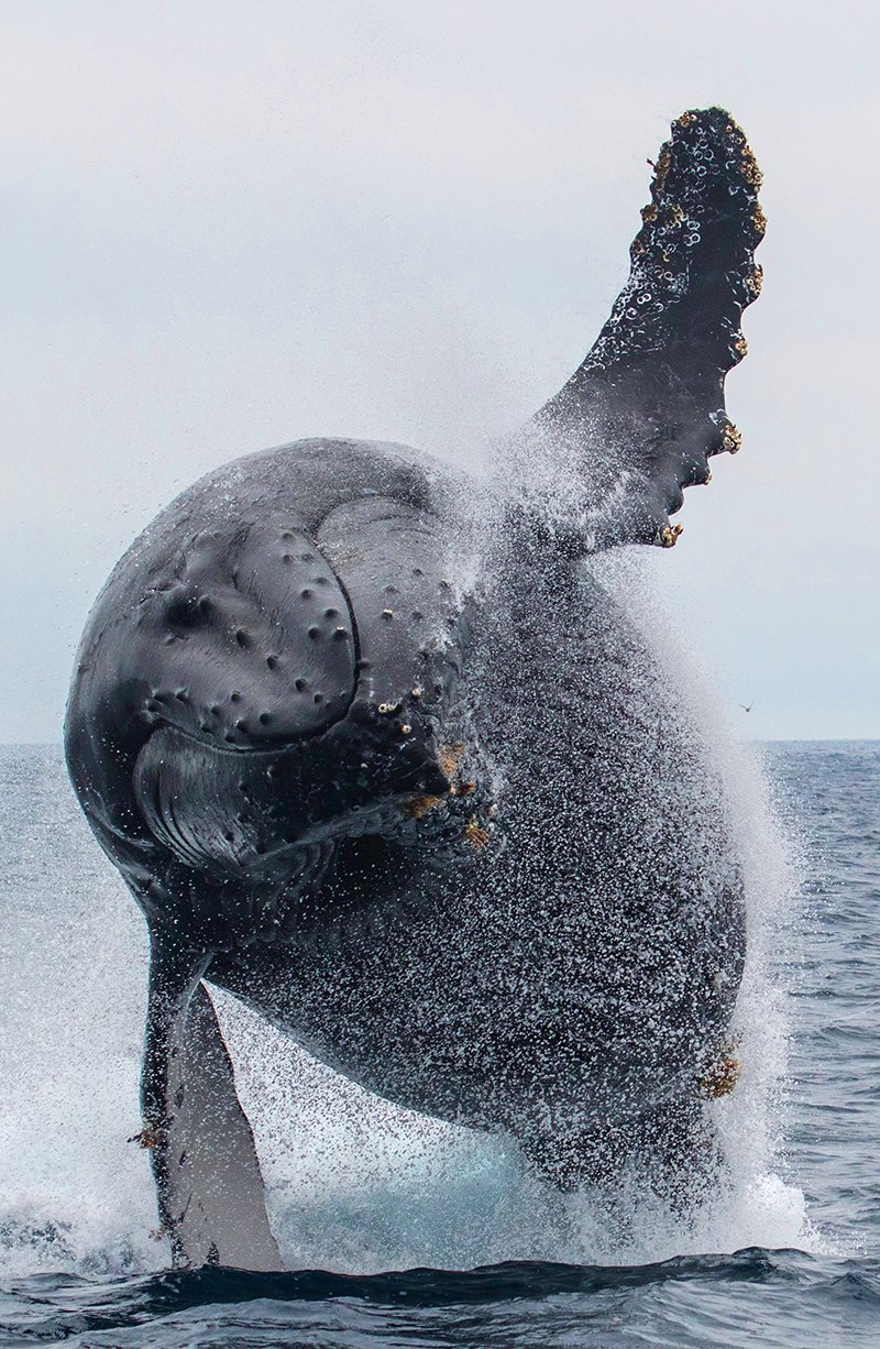 Breaching humpback whale, photo (c) Jodi Frediani