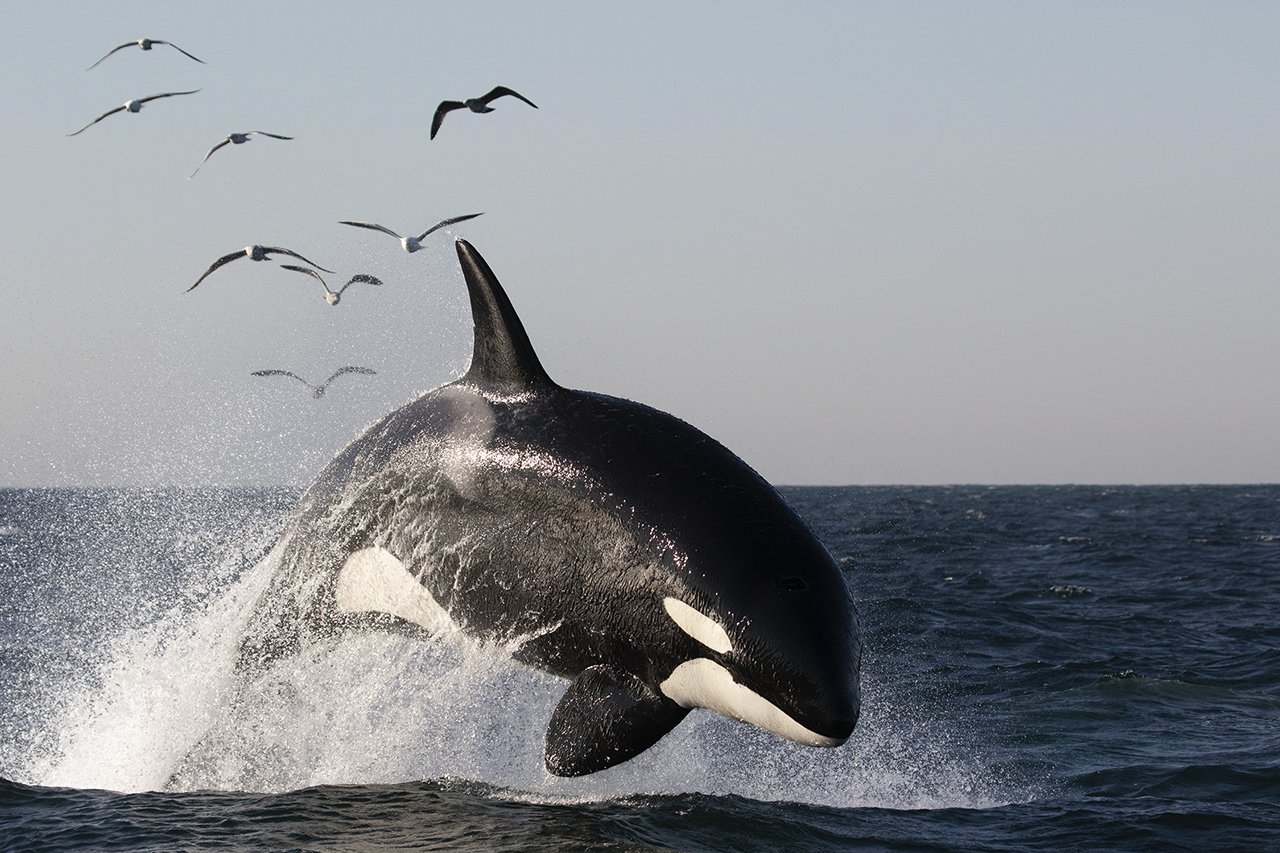 Killer whale Louise porpoising, photo (c) Jodi Frediani