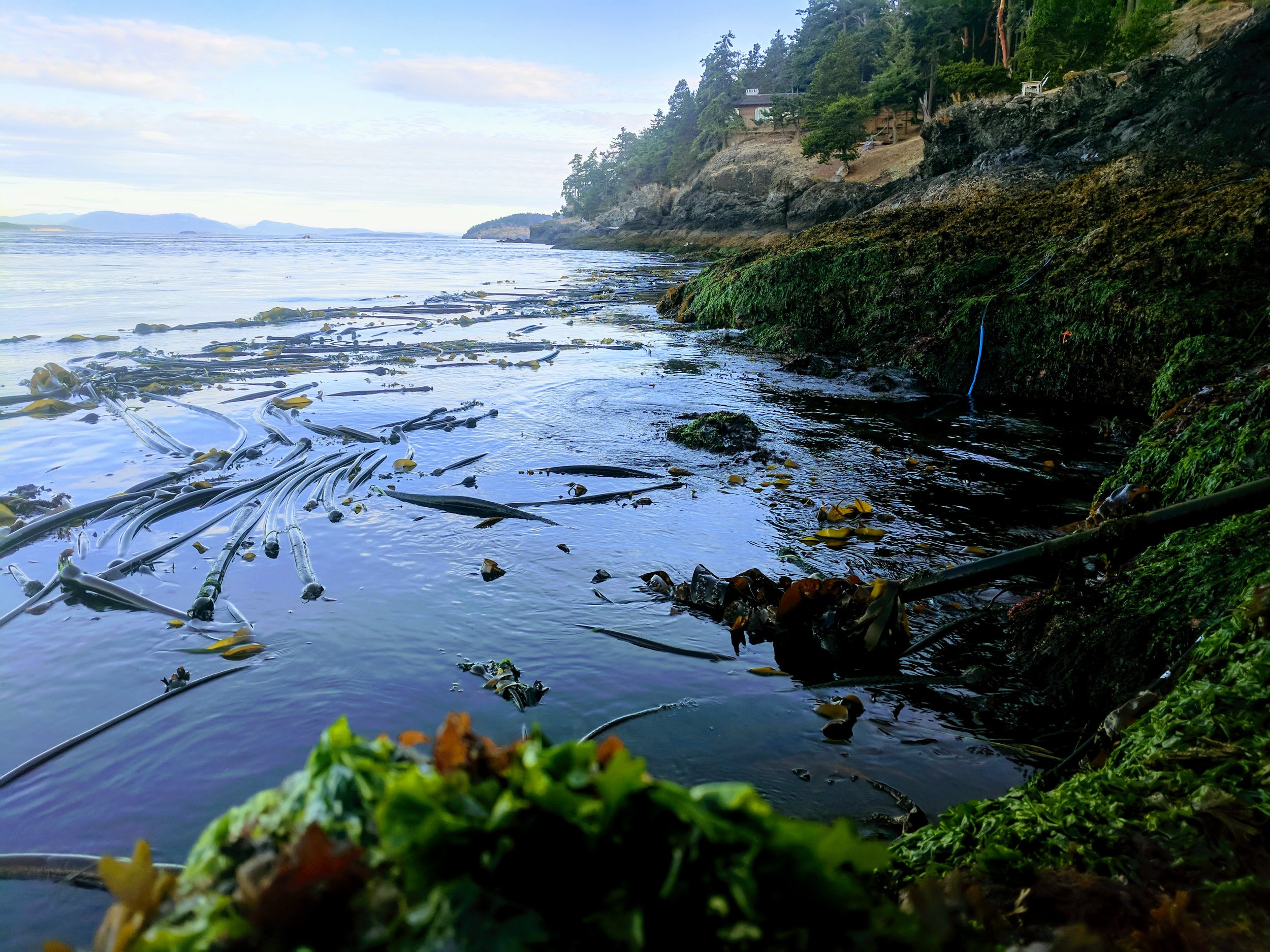 Coastal environment, photo courtesy of Scott Veirs