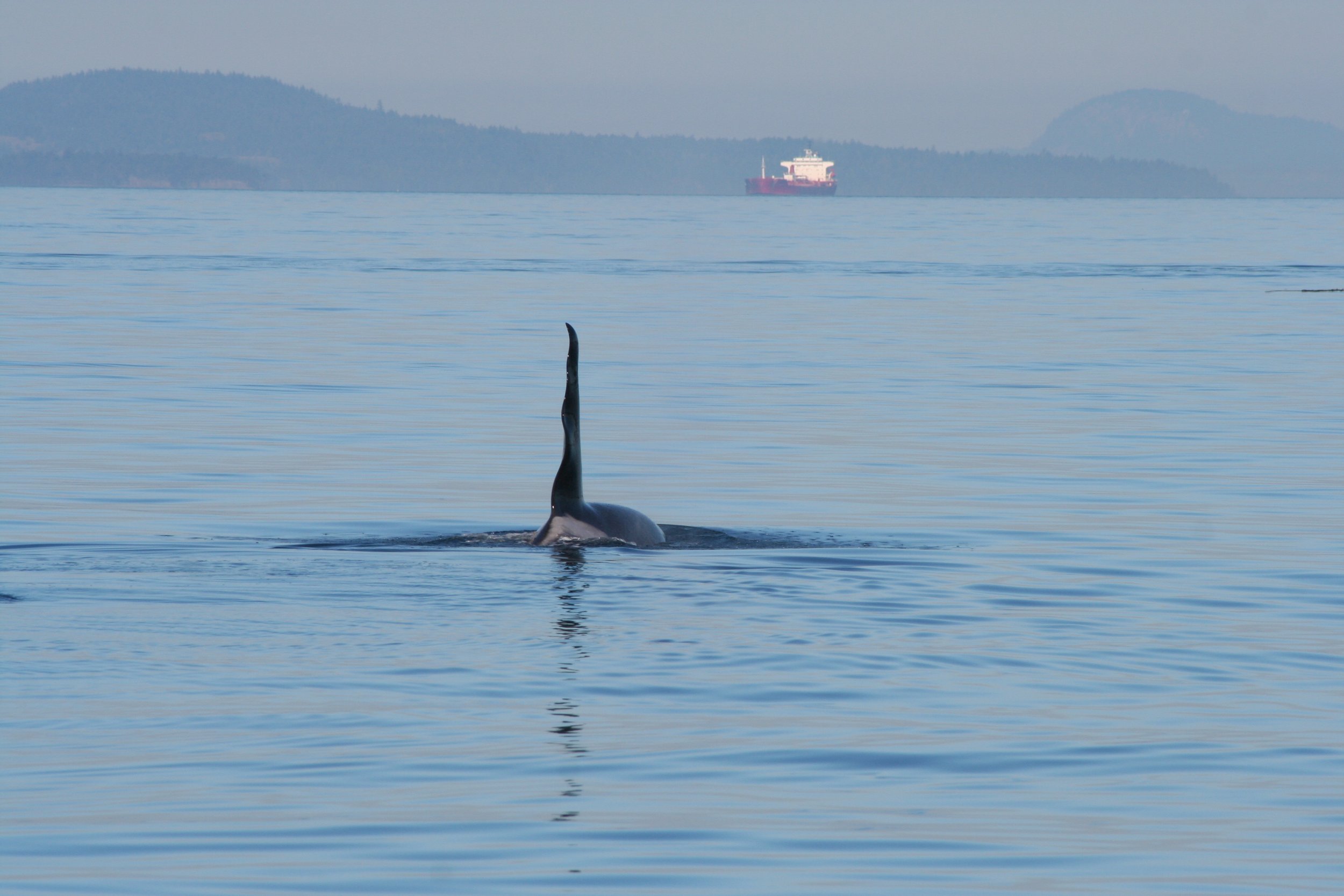 Southern Resident Killer Whale J1 Ruffles in the Haro Strait, photo by Scott Veirs
