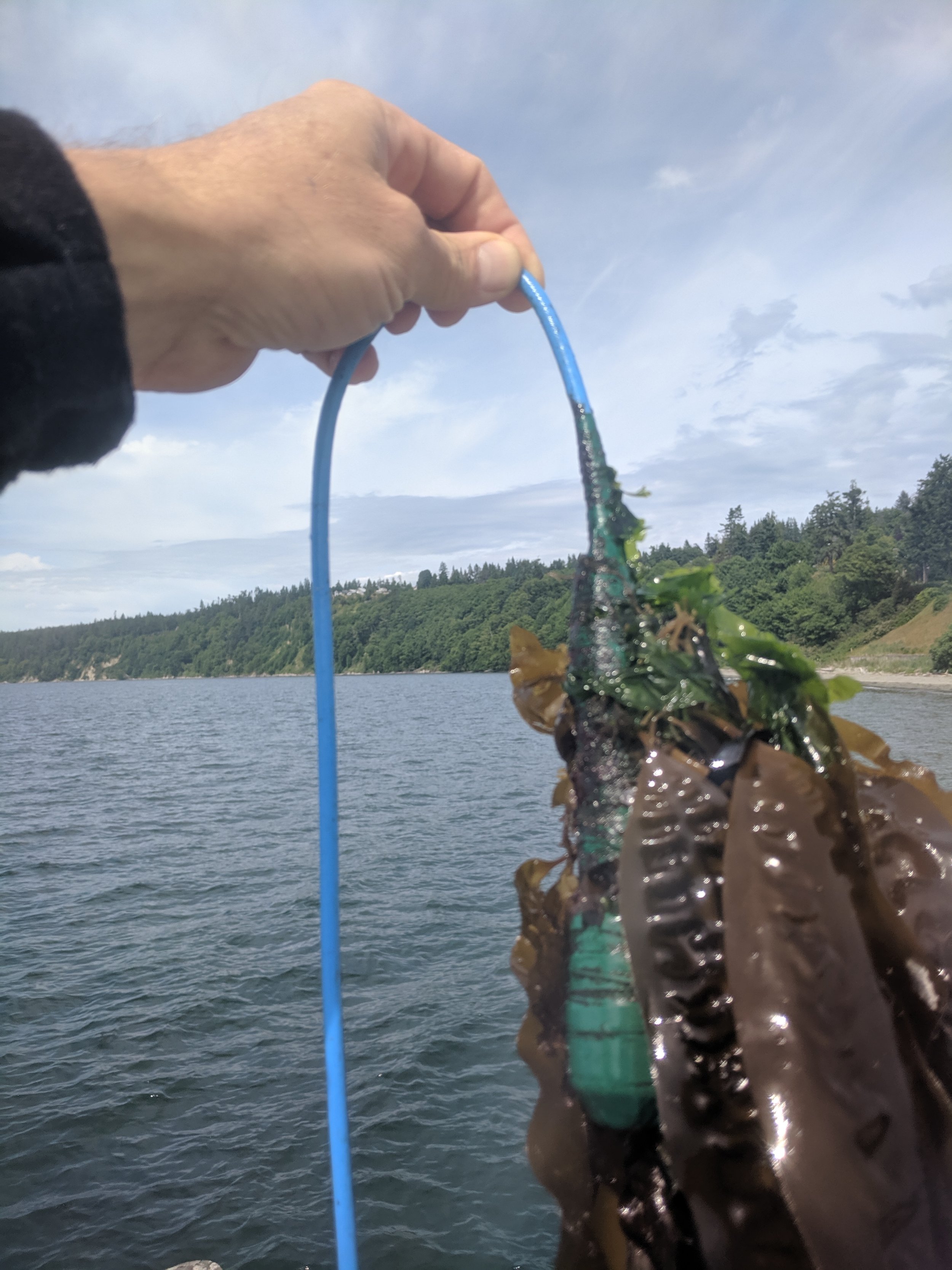 Hydrophone meets kelp, photo courtesy of Scott Veirs