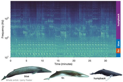 Baleen Song Spectrogram
