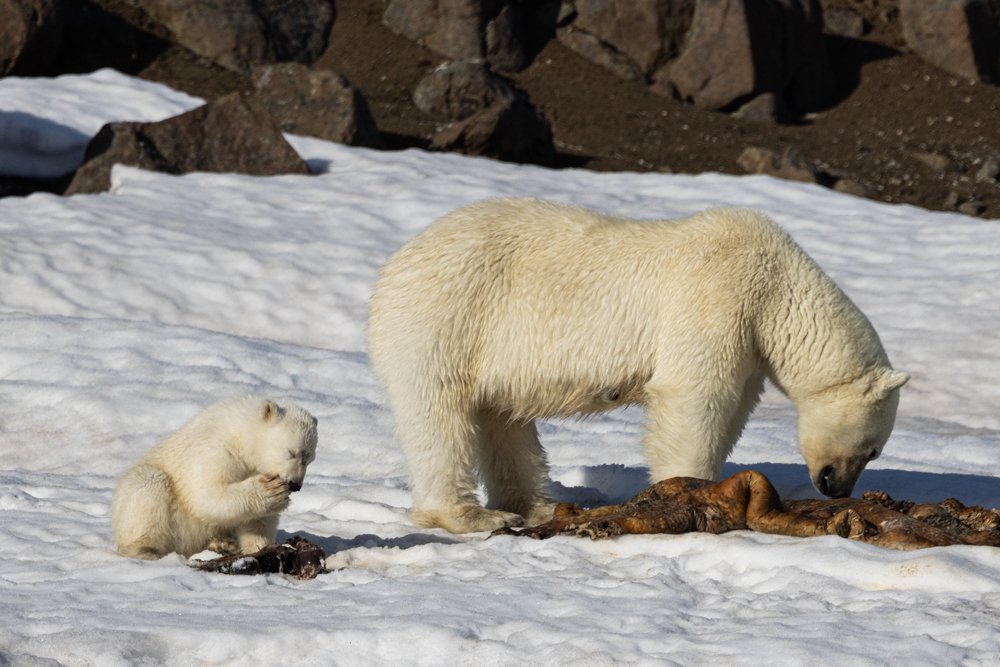 Polar bear mother and cub eating.jpg
