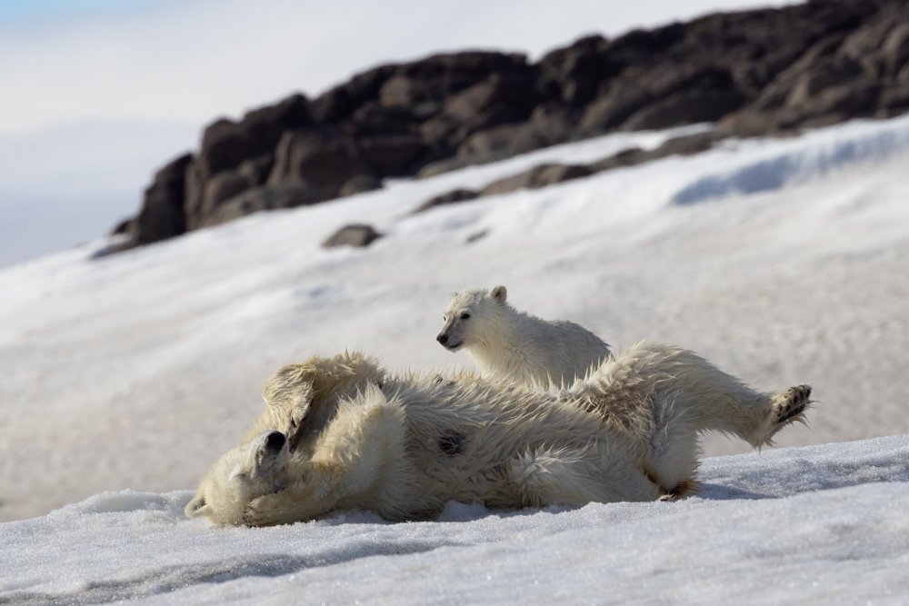 polar bear and cub rolling on snow.jpg