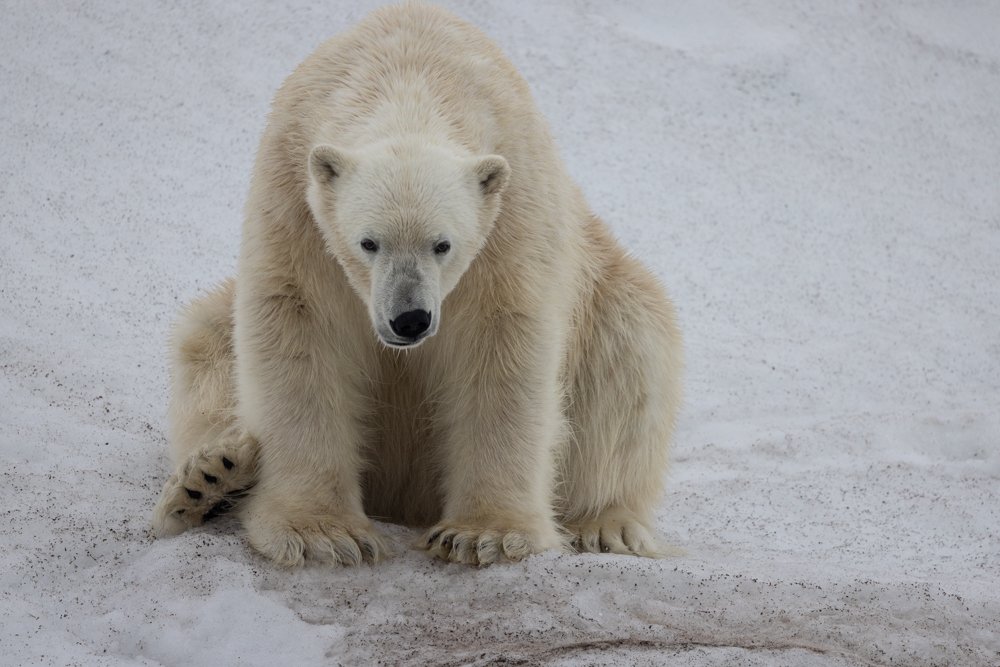 polar bear facing camera.jpg