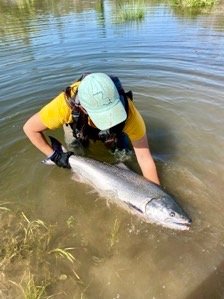 4.	Returning spring-run Chinook salmon in the San Joaquin River, 2022