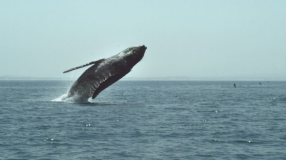 Tom films his first humpback whale breach