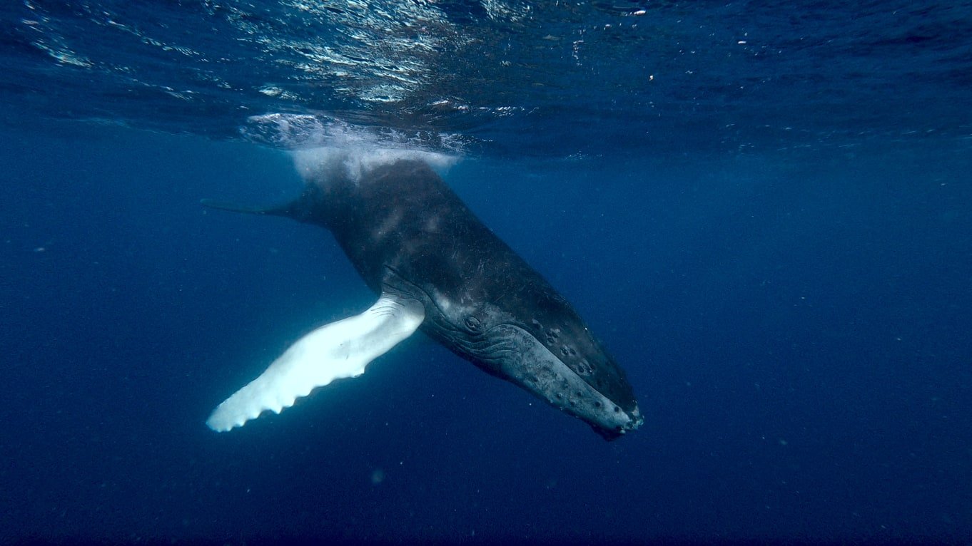 Humback whale swims near Tom, photo (c) Tom Mustill