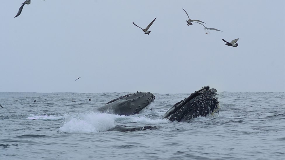 Humpbacks feeding at the surface in Monterey Bay, photo (c) Tom Mustill