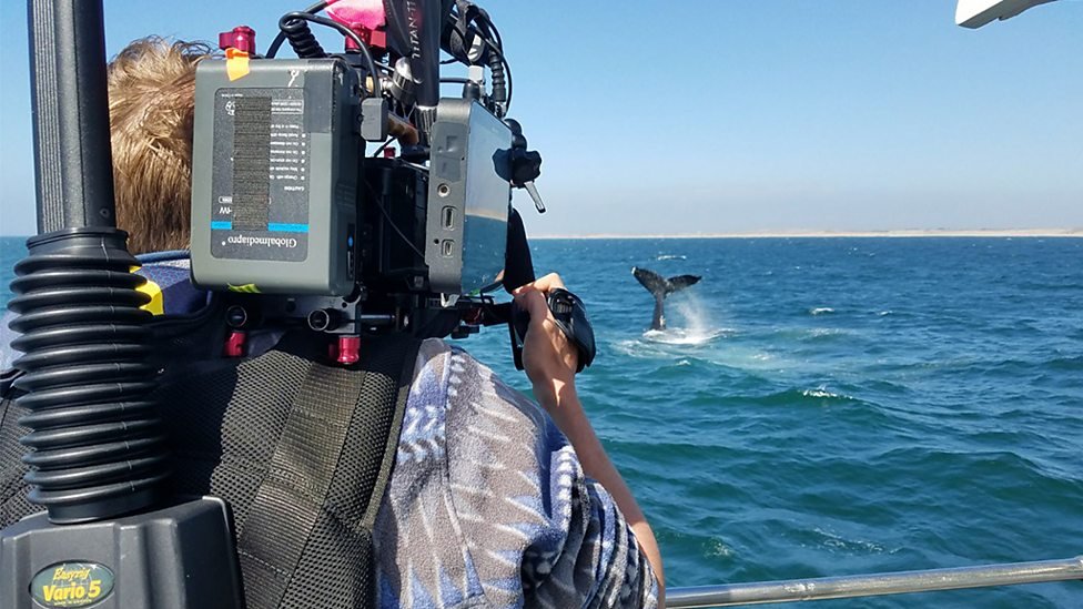 Tom Mustill filming a humpback whale, photo (c) Ru Majoney 