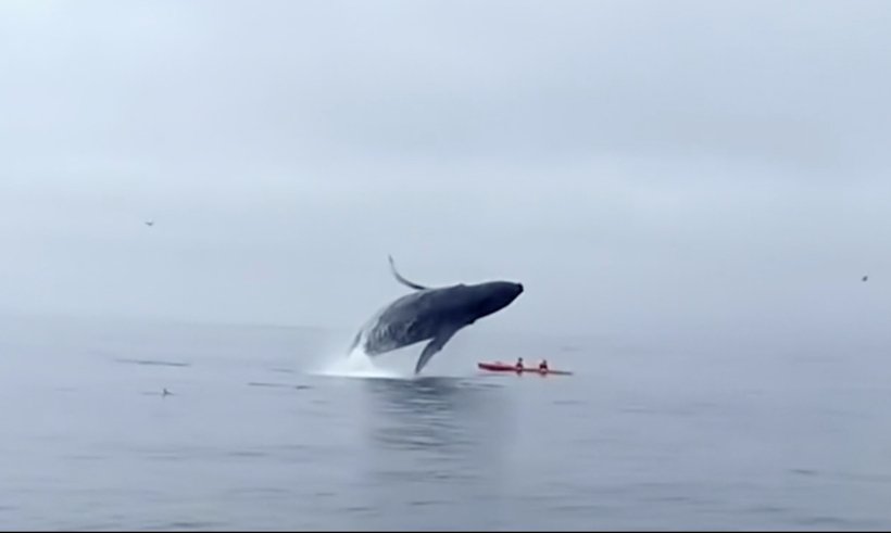 The accident that inspired Tom Mustill's quest to better understand whale communications