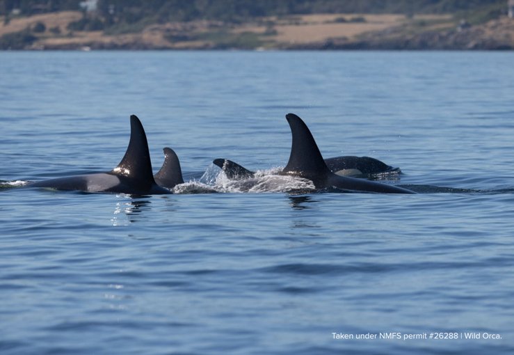 Members of J and L pods socializing at Eagle Point, photo courtesy of Wild Orca