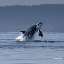 Breaching killer whale, photo courtesy of Giles