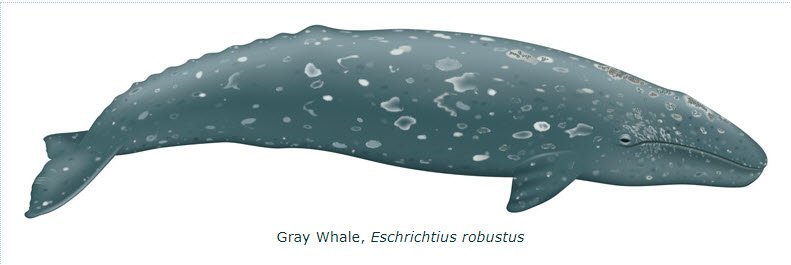 Gray Whale, Eschrichtius robustus, drawing by Uko Gorter