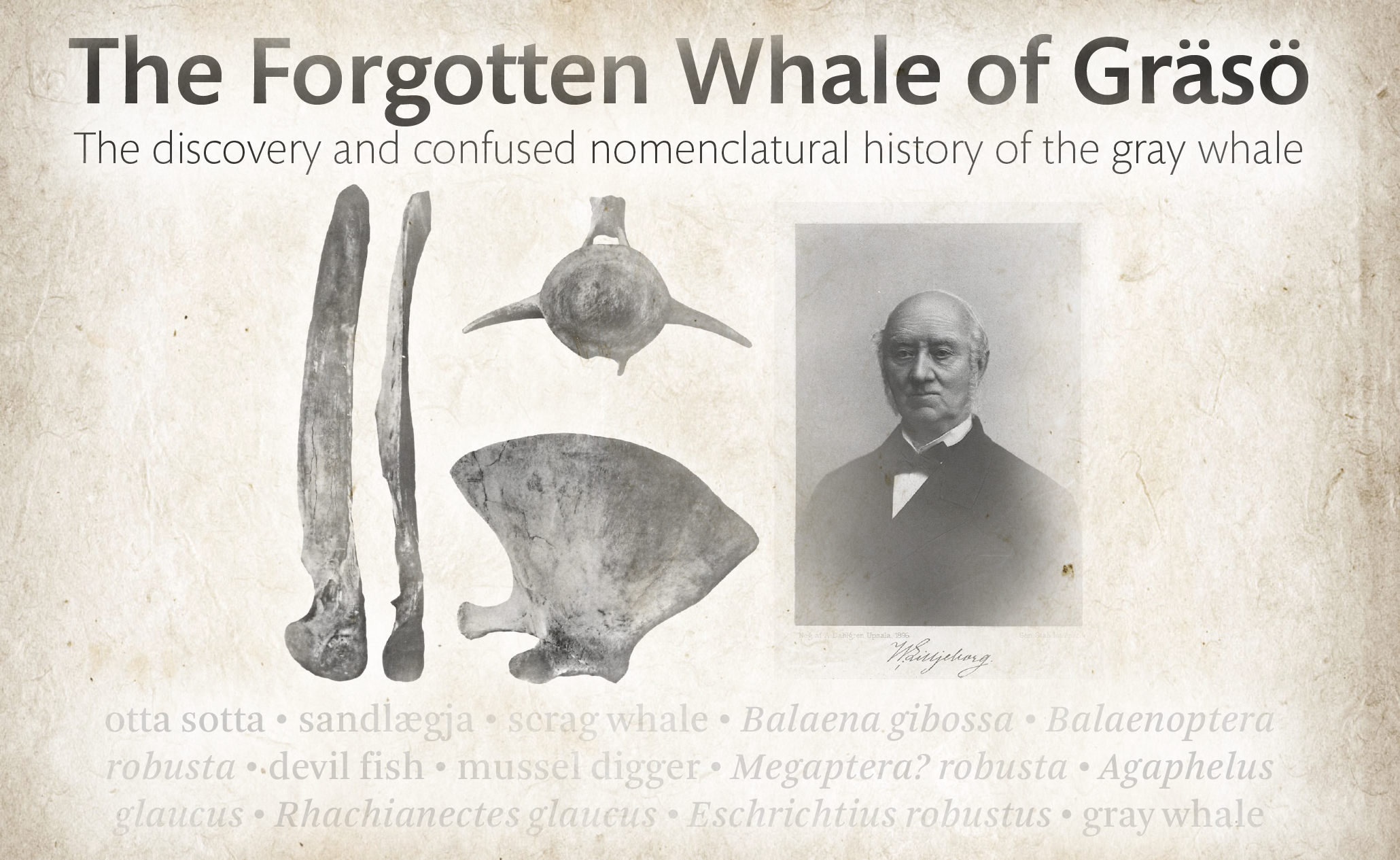 Title Slide - The Forgotten Whale of Gräsö