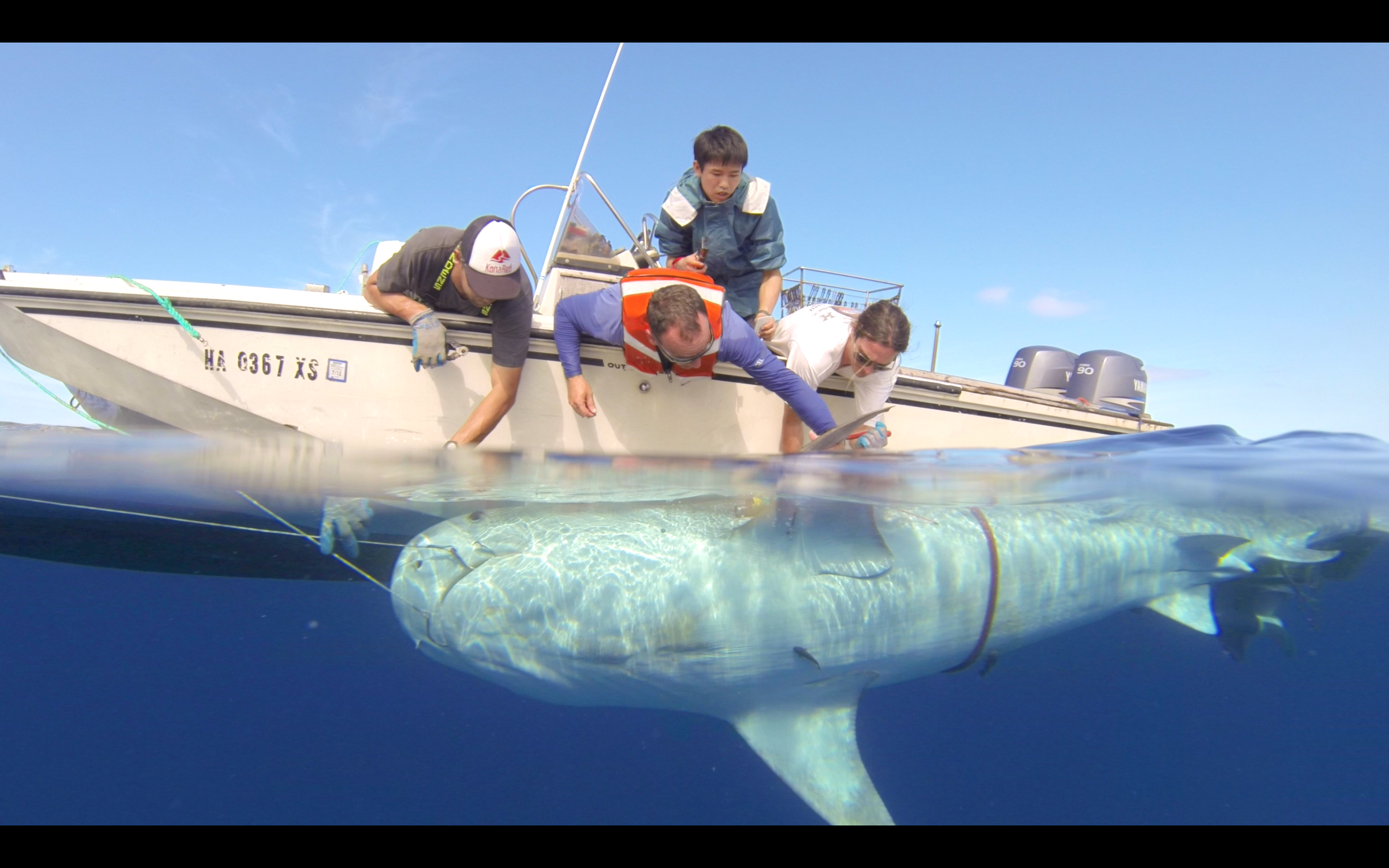 Research team tagging a shark, photo courtesy of Dr. Kim Holland