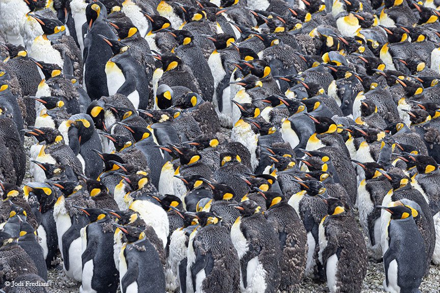 Moulting-penguins-jodi-frediani-acssfbay.jpg