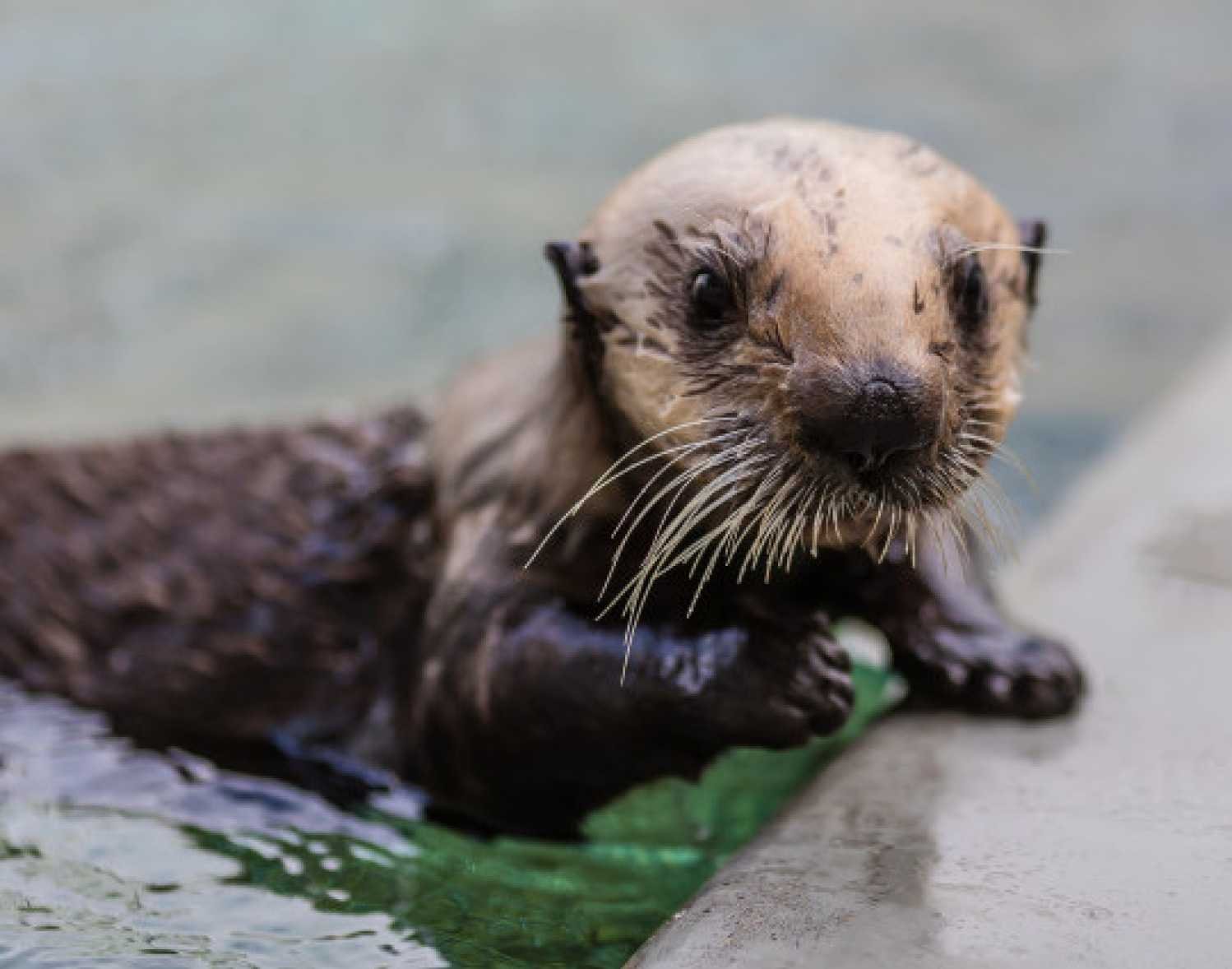 Southern sea otter USFWS permit MA101713-1, photo © The Marine Mammal Center 