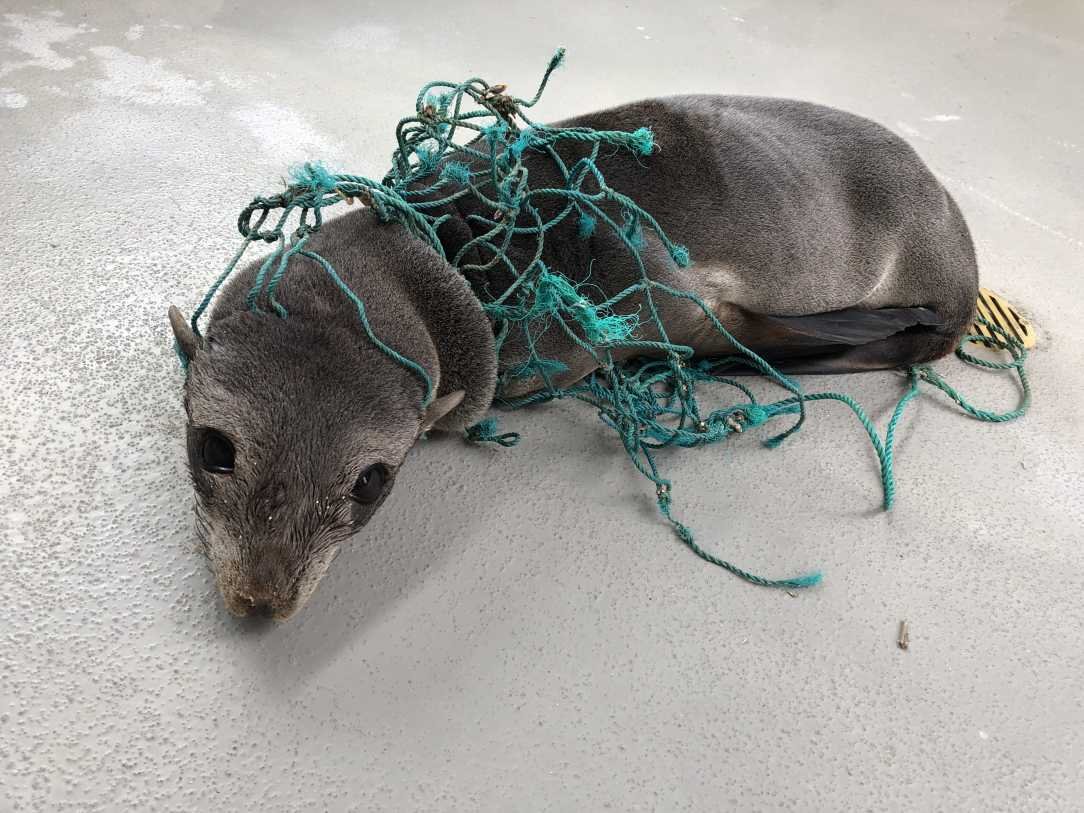 Snaggle, a Guadalupe fur seal entangled in a fishing net, photo © The Marine Mammal Center 