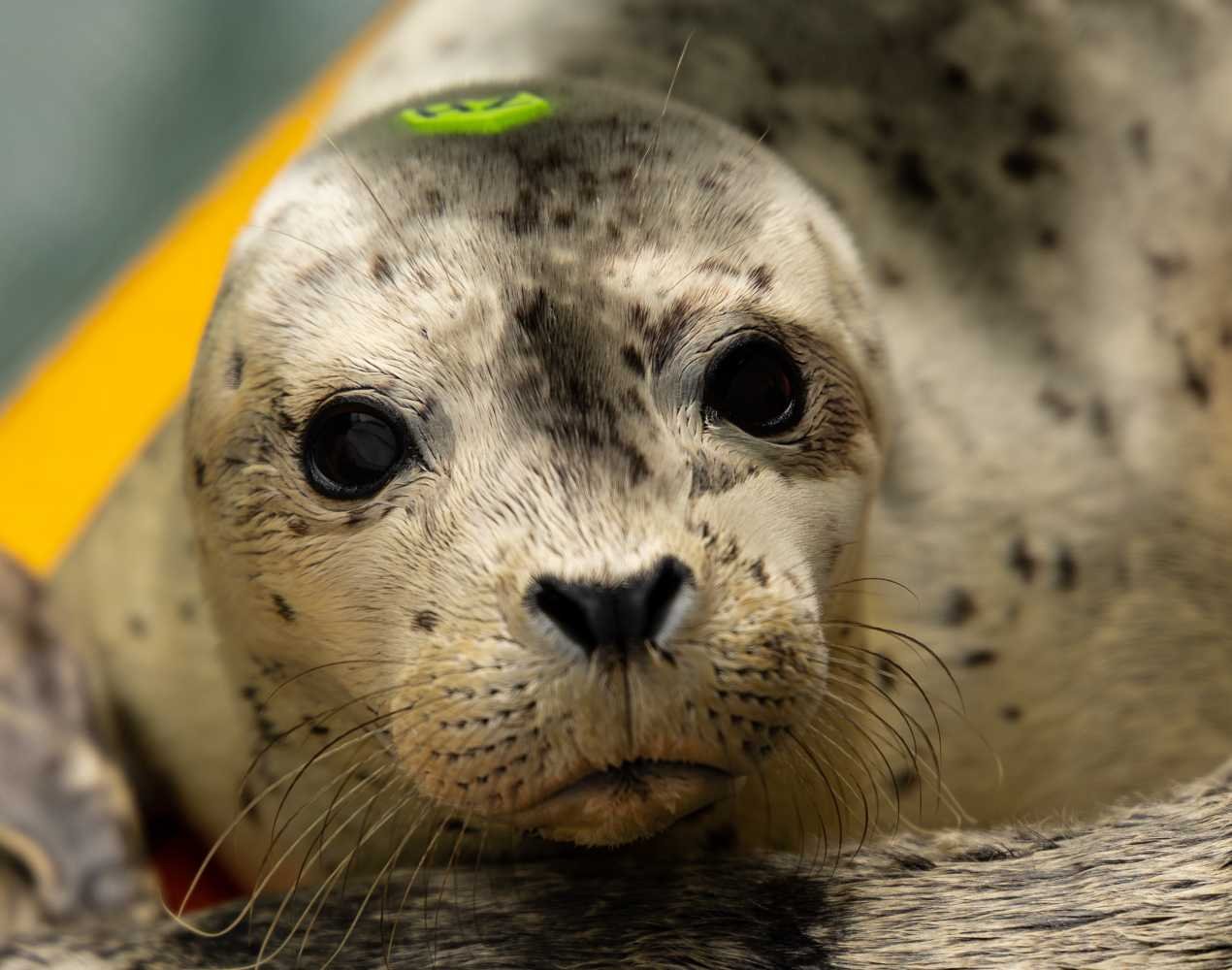 Mazel, harbor seal, photo © The Marine Mammal Center 