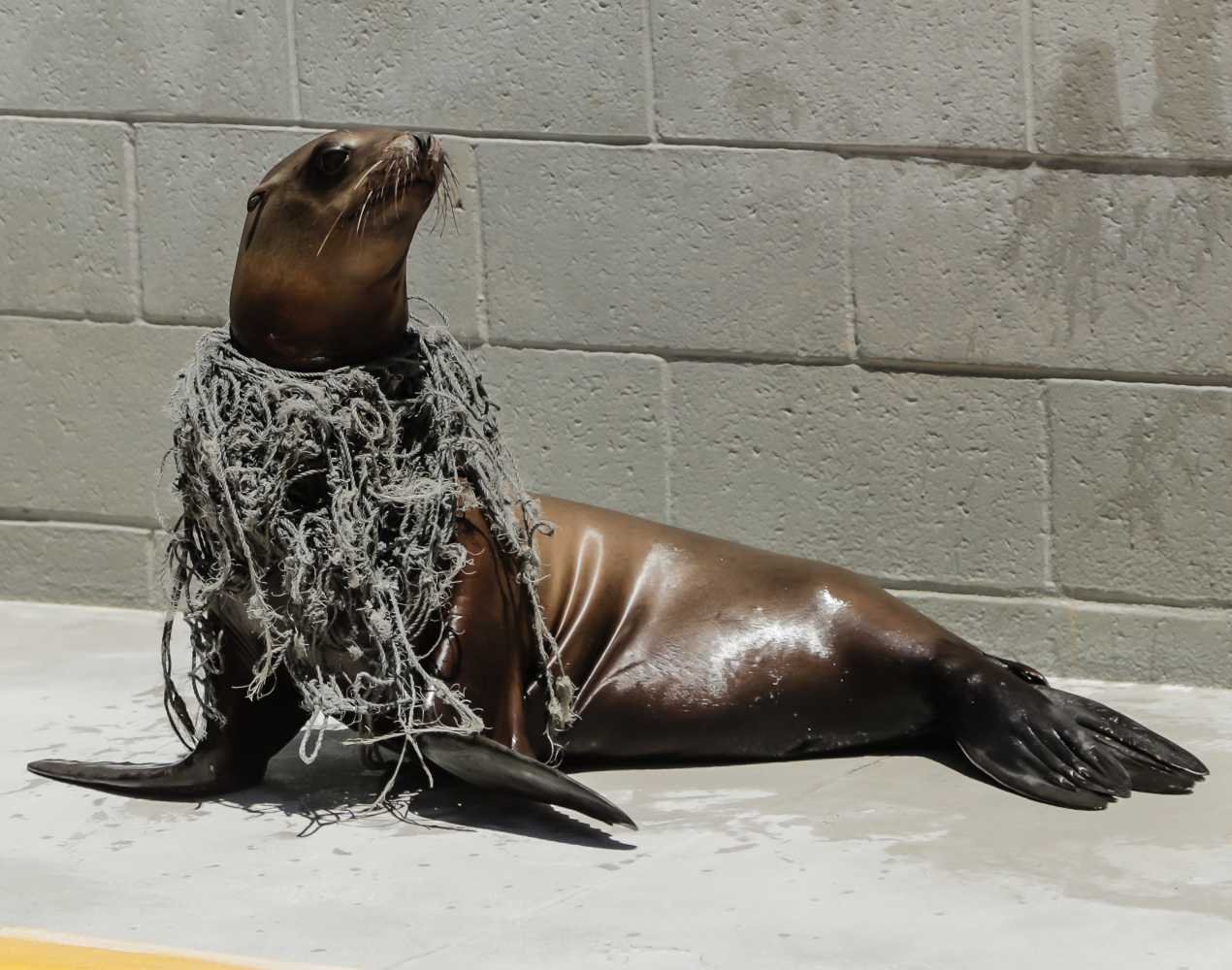 Loki, an entangled California sea lion, photo © The Marine Mammal Center 