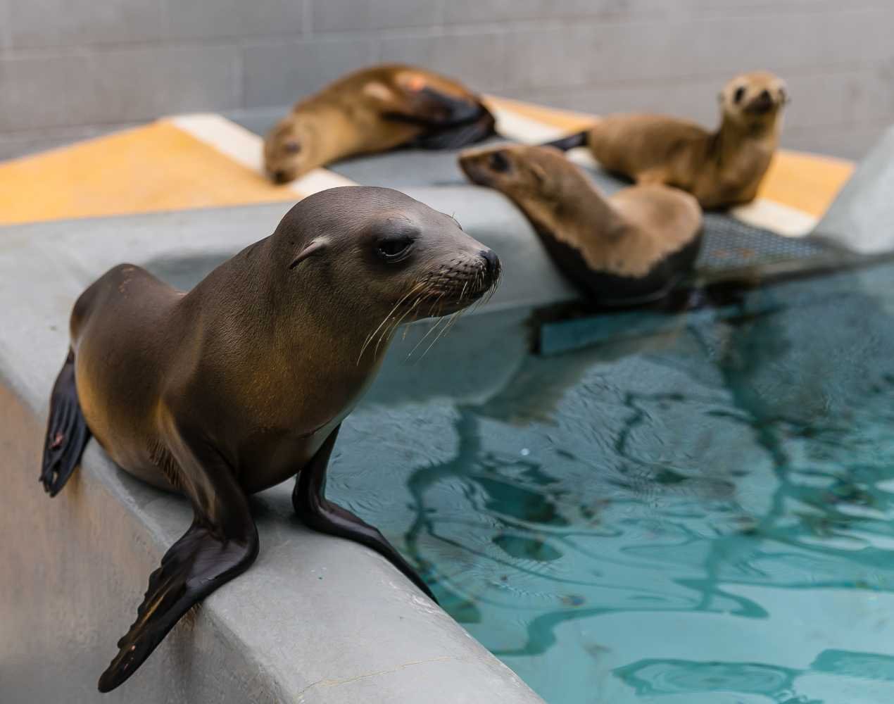 California sea lion patients, photo © The Marine Mammal Center