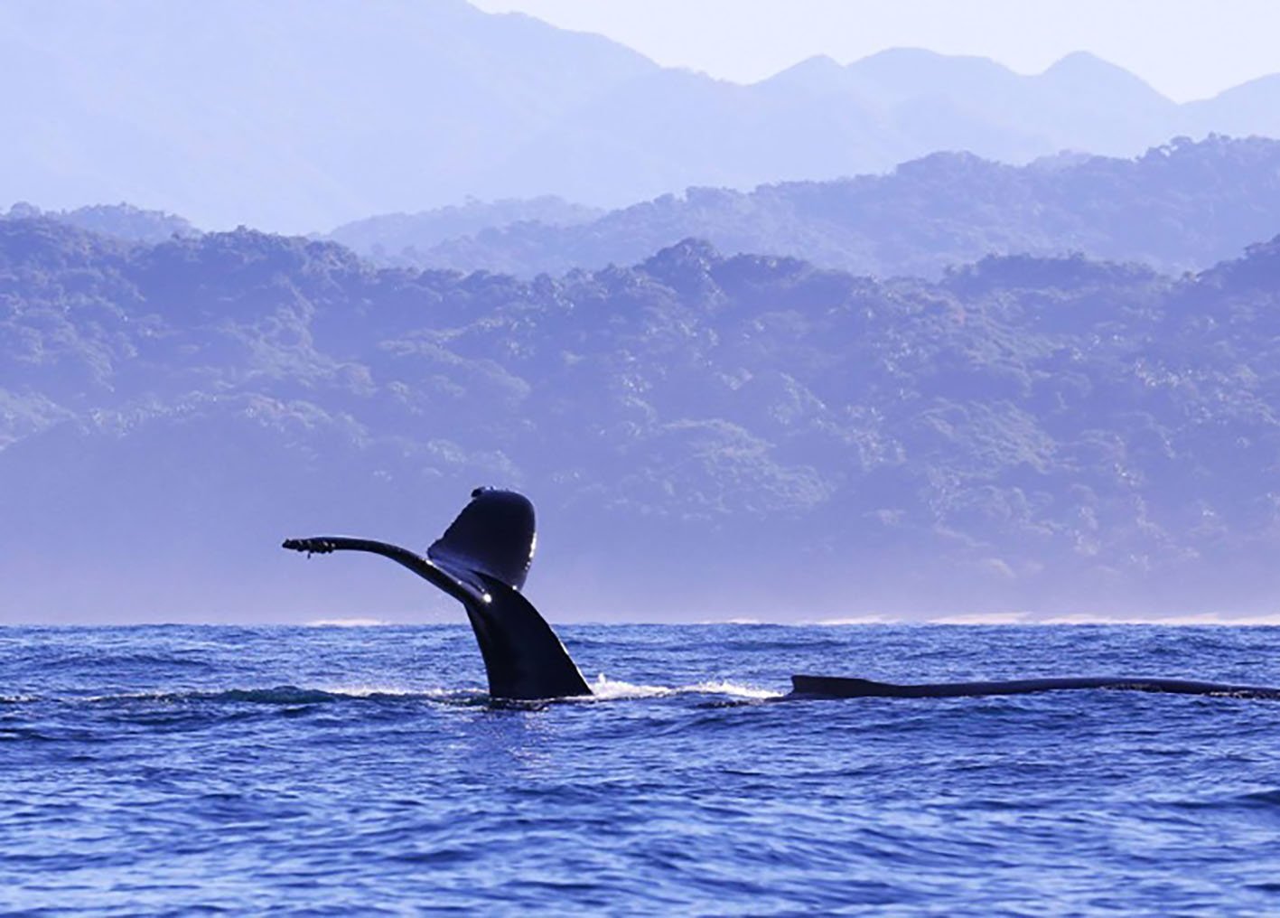 Humpback whale passing by, photo © Nicola Ransome