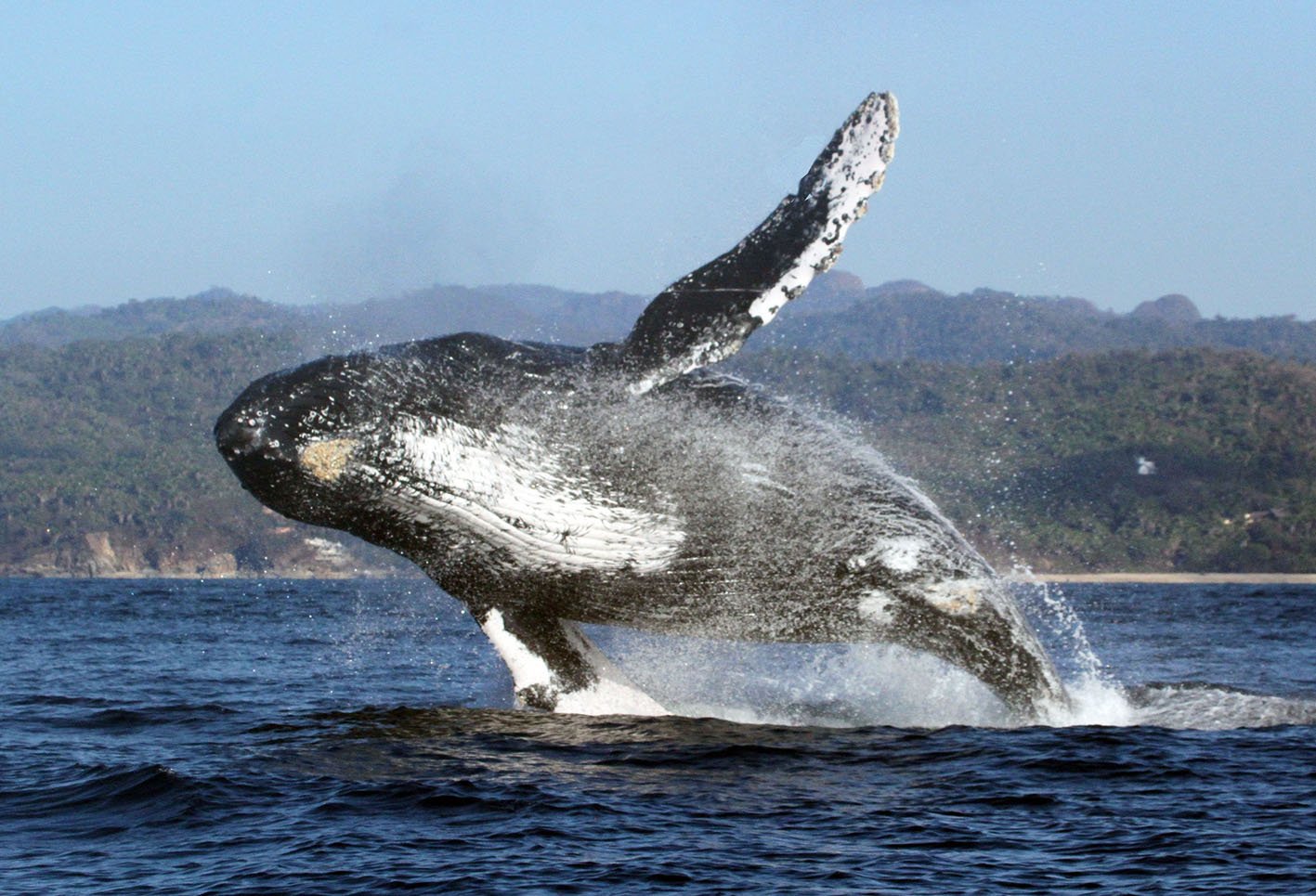 Humpback whale breach © Nicola Ransome