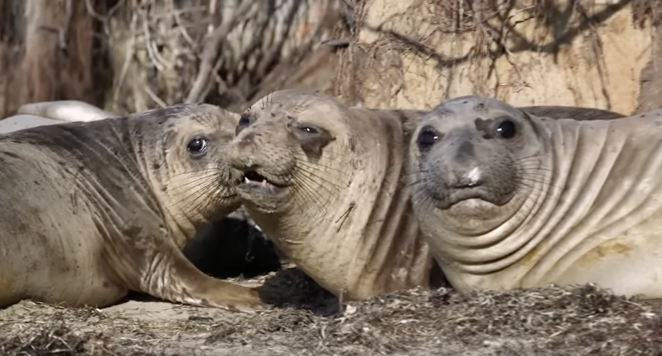 ElephantSeal-1 (1).png