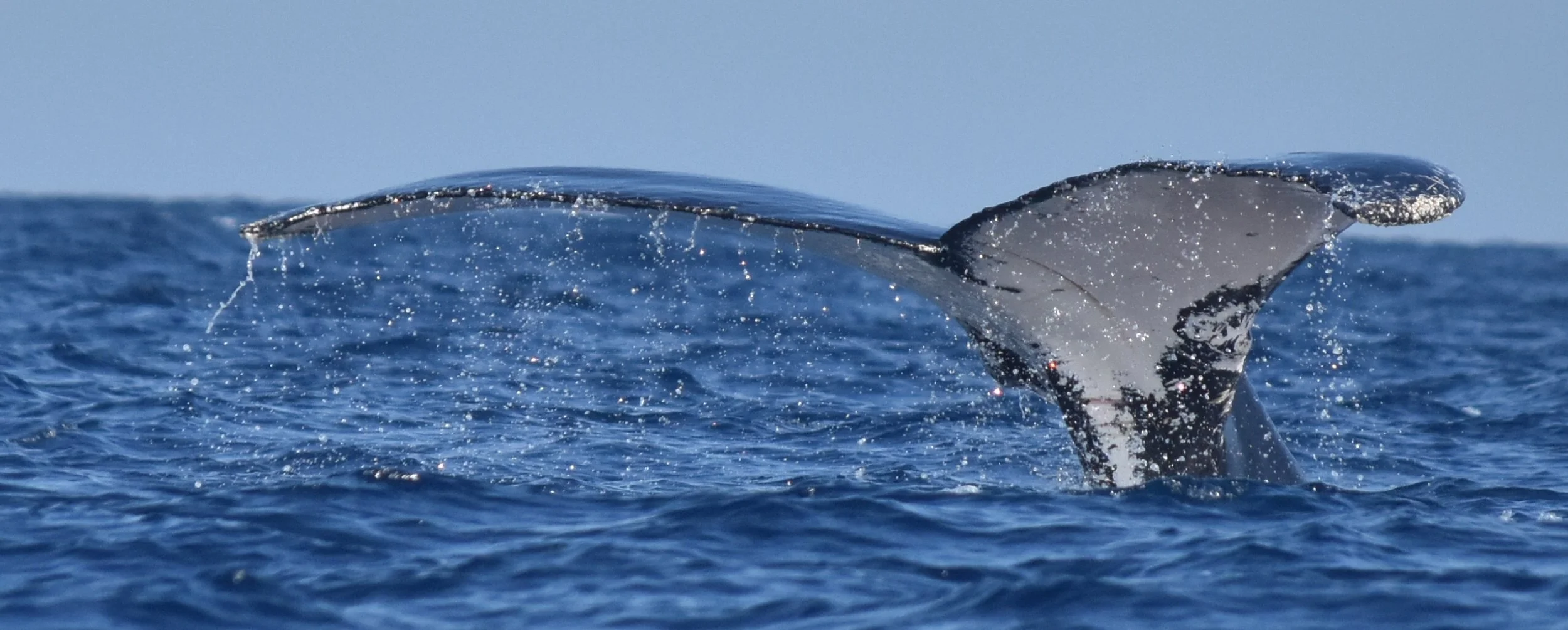 Dr. Aylin Akkaya & Ekaterina Kalashnikova "Going the Distance - One Humpback's Journey of Migration"