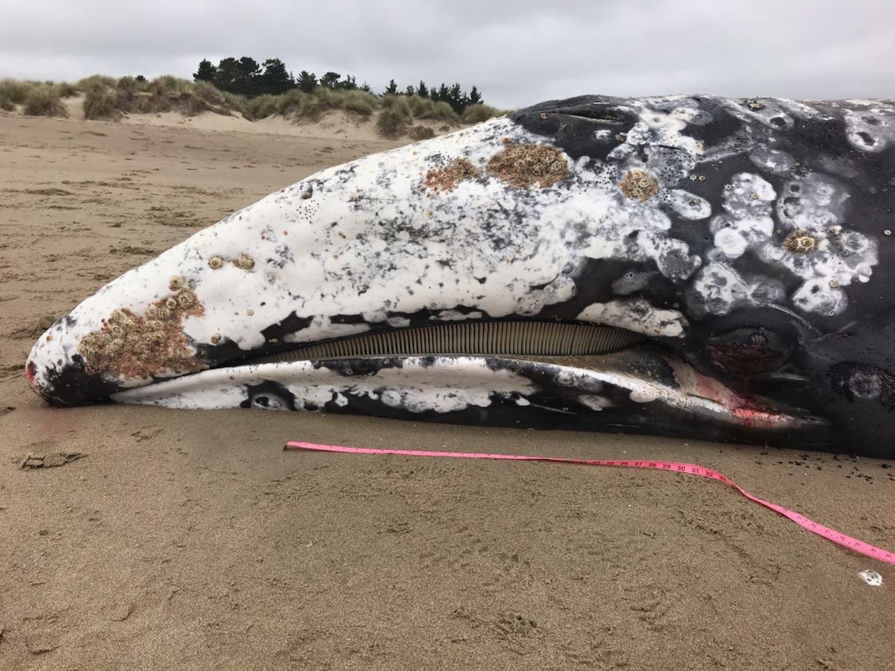 "Gray Whale Tales: Insights Into a Recent Unusual Mortality Event"