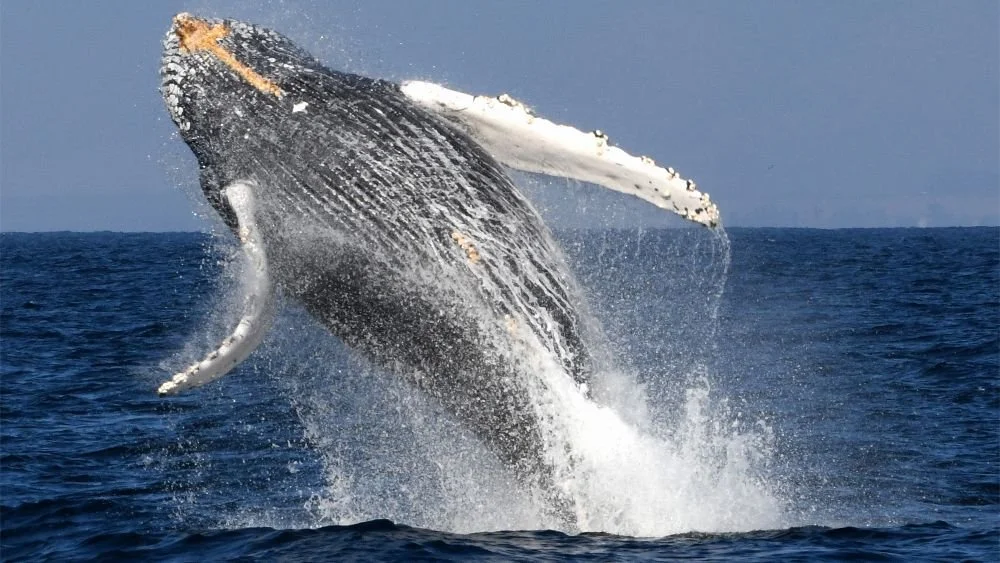 20181029-humpback-whale-breach-1000.jpeg