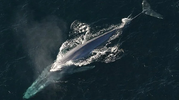 20211201-bluewhalenoaa_photo_library-600.jpeg