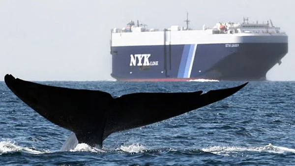 20211201-whaleshipstrike-1440medres-calambokidis-600.jpeg