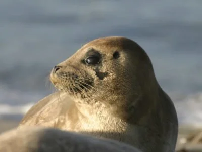Maria Brown: Why Are National Marine Sanctuaries Important to Our Nation?