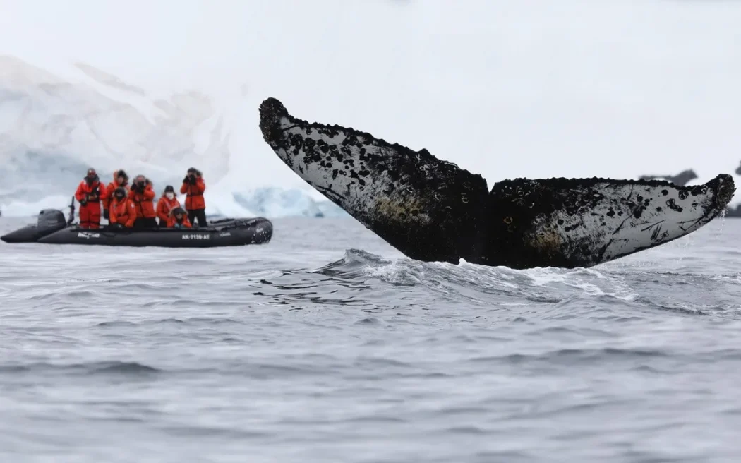 4L0U5GE_whale_fluke_jpg.webp